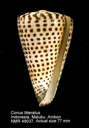Conus litteratus.jpg - Conus litteratusLinnaeus, 1758